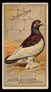 N4 44 Tumbler Pigeon.jpg